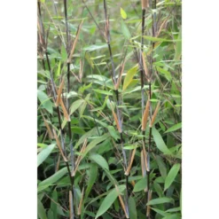 Fargesia Nitida Great Wall - Bambou Non Traçant