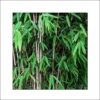 Fargesia Nitida Obelisk - Bambou Non Traçant
