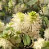Fothergilla Gardenii