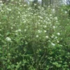 Fothergilla Major - Grand Fothergilla