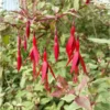Fuchsia Magellanica Tricolorii