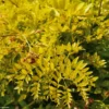 Févier D'Amérique Doré - Gleditsia Triacanthos Sunburst
