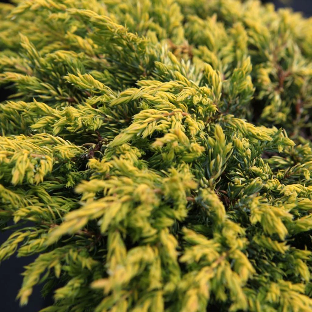 Genévrier Commun - Juniperus Communis Goldschatz