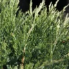 Genévrier Horizontal - Juniperus Horizontalis Agnieszka
