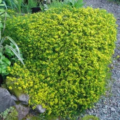 Genista Pilosa Vancouver Gold - Genêt Poilu