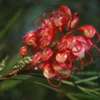 Grevillea Johnsonii