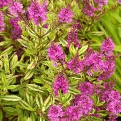 Hebe Celebration - Véronique Arbustive