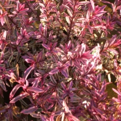 Hebe Heartbreaker - Véronique Arbustive