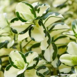 Hebe Leopard Spot - Véronique Arbustive