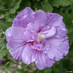 Hibiscus Syriacus Lavender Chiffon - Althéa Rose