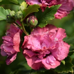 Hibiscus Syriacus Duc De Brabant - Althéa Double Rouge