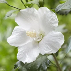 Hibiscus Syriacus Flower Tower White - Althea Blanc
