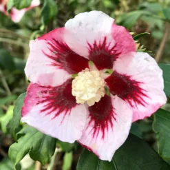 Hibiscus Syriacus Hamabo - Althéa Ou Mauve En Arbre