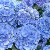 Hortensia - Hydrangea Macrophylla Bodensee