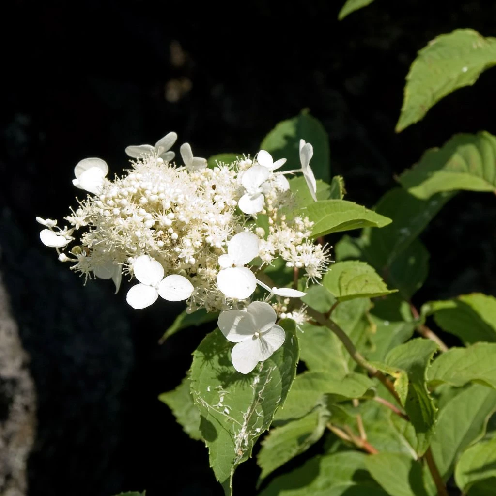 Hortensia - Hydrangea Paniculata White Moth