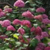 Hortensia Arborescens Bella Anna