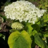 Hortensia Arborescens Golden Annabelle