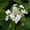 Hydrangea Paniculata Levana - Hortensia Paniculé