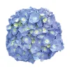 Hortensia - Hydrangea Macrophylla Bela