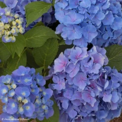 Hortensia - Hydrangea Macrophylla Benelux (bleu)