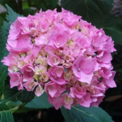 Hortensia - Hydrangea Macrophylla La Marne