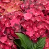 Hortensia - Hydrangea Macrophylla Magical Ruby Tuesday