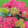 Hortensia - Hydrangea Macrophylla Red Reggae (Music Collection)