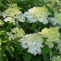 Hydrangea Paniculata Bombshell - Hortensia Paniculé