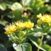 Hypericum Inodorum Magical Sunshine - Millepertuis