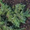 Genévrier Horizontal - Juniperus Horizontalis Jade River