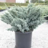 Genévrier écailleux - Juniperus Squamata Meyeri