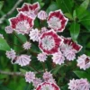 Kalmia Latifolia Galaxy - Laurier Des Montagnes