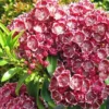 Kalmia Latifolia Pinwheel - Laurier Des Montagnes