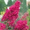 Lagerstroemia Indica Summer Charm Tonto - Lilas Des Indes