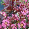 Lagerstroemia Indica Rhapsody In PINK - Lilas Des Indes