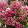 Lagerstroemia Indica With Love Kiss Milarosso - Lilas Des Indes