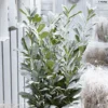 Laurier Cerise - Prunus Laurocerasus Elly