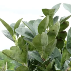 Laurier Cerise Nain - Prunus Laurocerasus Miniredia