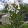 Laurier Rose Alsace - Nerium Oleander