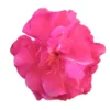 Laurier Rose Double Roseum Plenum - Nerium Oleander
