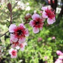 Leptospermum Lanigerum Mesmer Eyes - Arbre à Thé