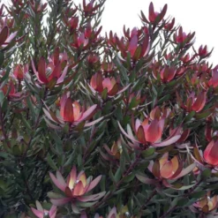 Leucadendron Safari Sunset