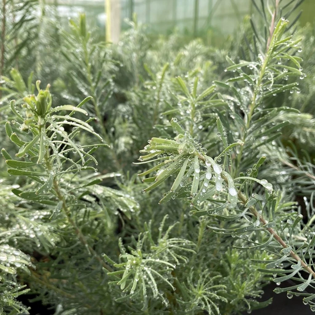 Leucadendron Galpinii Carlin