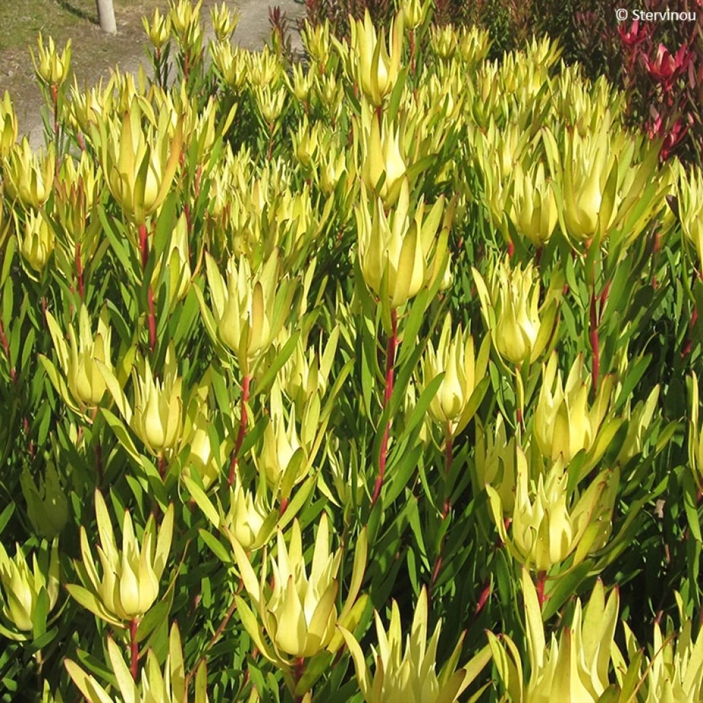 Leucadendron Inca Gold