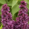 Lilas - Syringa Vulgaris Charles Joly