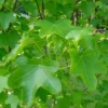 Liquidambar Styraciflua Rotundiloba - Copalme D'Amérique