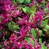 Loropetalum Chinense Ming Dynasty