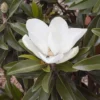 Magnolia Grandiflora Alta -