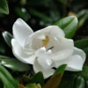 Magnolia Grandiflora Purpan