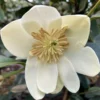Magnolia Laevifolia Achteraan - Michelia Yunnanensis